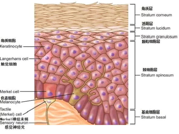 孚立美乳膏是如何淡化皮肤色素的？